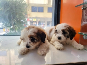 Bichon havanais pure race