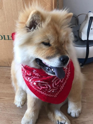 Chawchaw