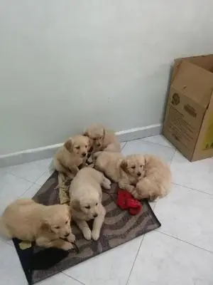 Chiots golden retriever