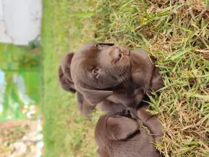 Labrador chocolate
