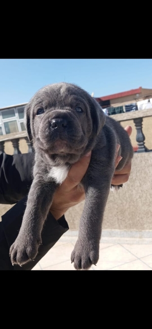 Disp chiot cane corso top d top