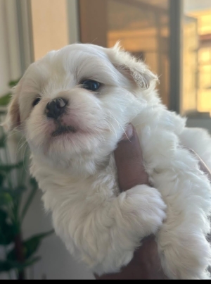 Bichon havanais