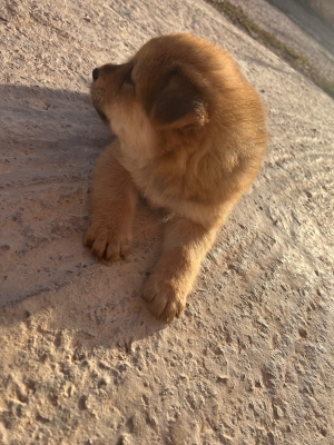 Chow chow