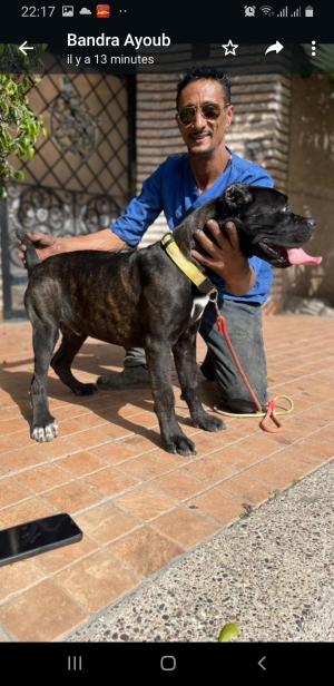 Chiot cane corso pédigrée