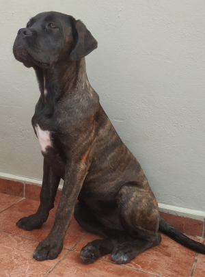 Femelle cane corso