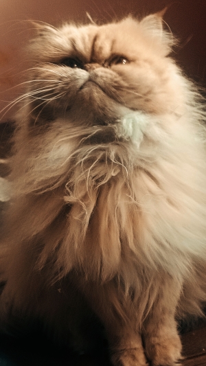 À vendre : Chatte Persan