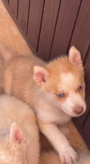 Husky Male 1 mois