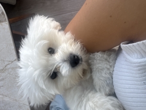 Bichon maltais 4mois totalement vacciné
