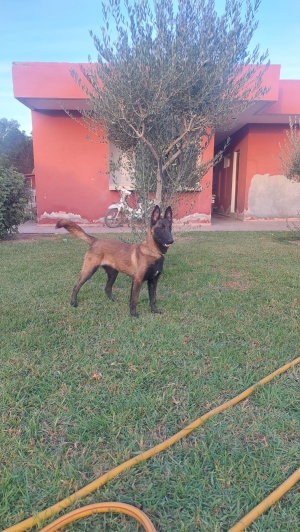 malinois charbonnier