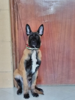 Malinois a vendre