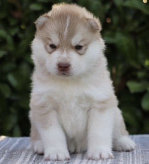 Husky malamute