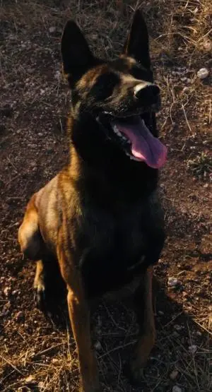 malinois