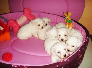 Bichon maltais