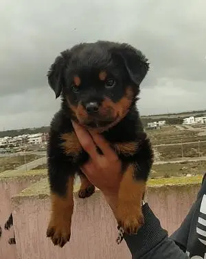 Rottweiler