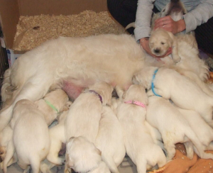 Golden Retriever