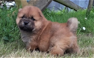 chiot chow chow