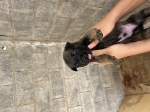 Malinois charbonne