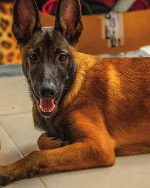 malinois charbonée