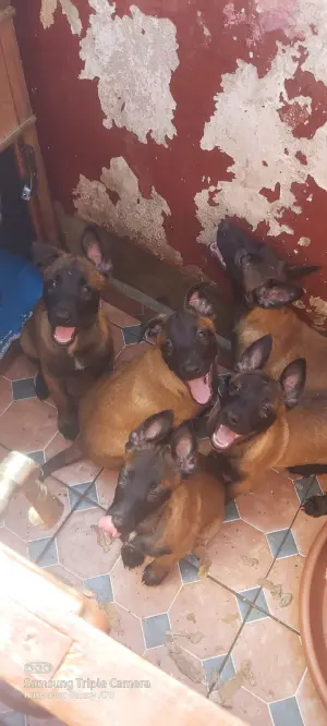 Chiots malinois