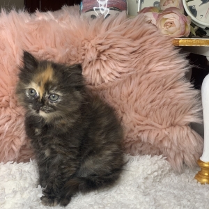 Chat British longhair