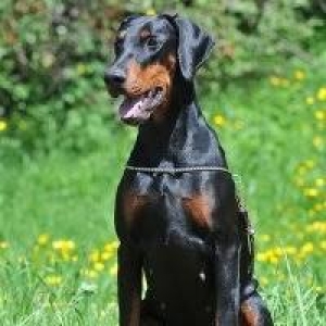 Doberman