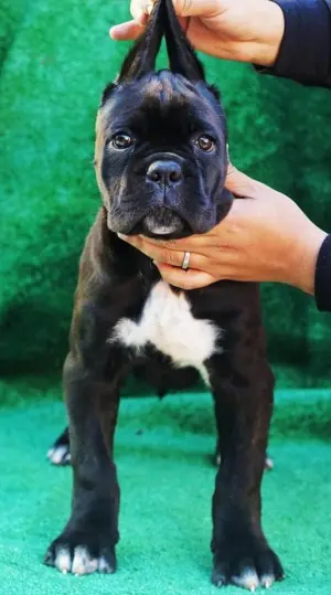 Cane corso pedigree