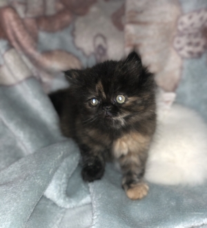Chaton persan