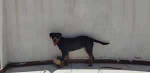 Rottweiler pure race femelle