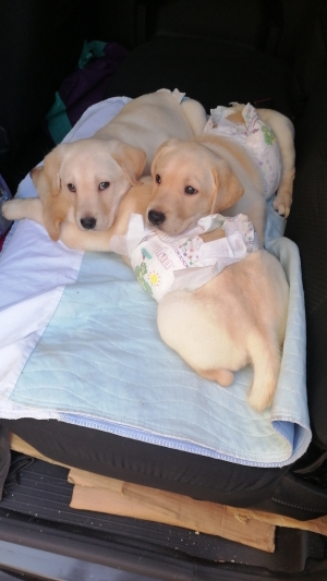 Labrador