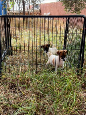 Jack Russell
