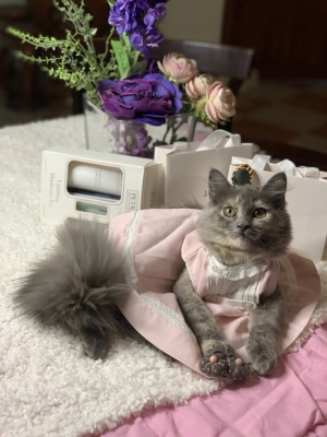 Chat British longhair