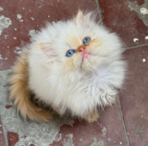Persan chaton