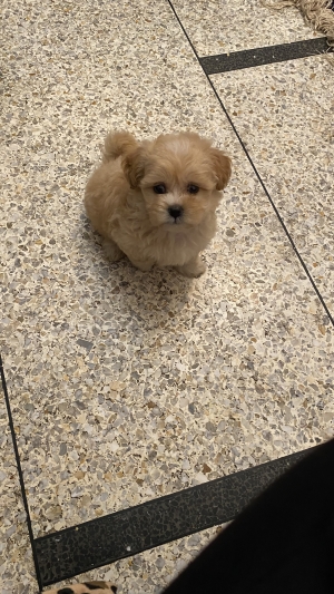Chiot bichon