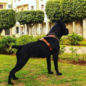 Très belle femelle Cane corso