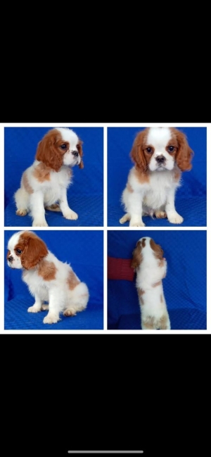 cavalier king charle
