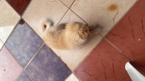 Spitz x bichon