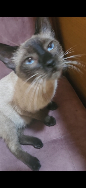 Chat Siamois
