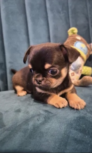 Chihuahua black tan miniature