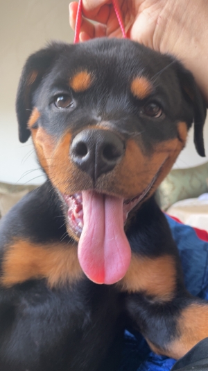 Rottweiler 4 mois