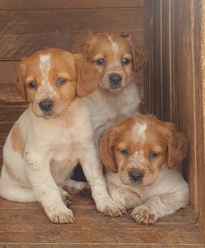 Chiot épagneul breton