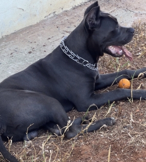Cane corso male 5mois