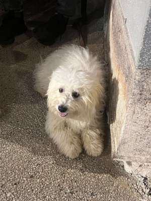 chien bichon femelle