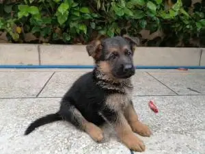 Chiots berger allemand