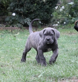 Chiots Femelles cane corso 3 mois