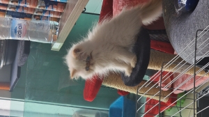 Male persan