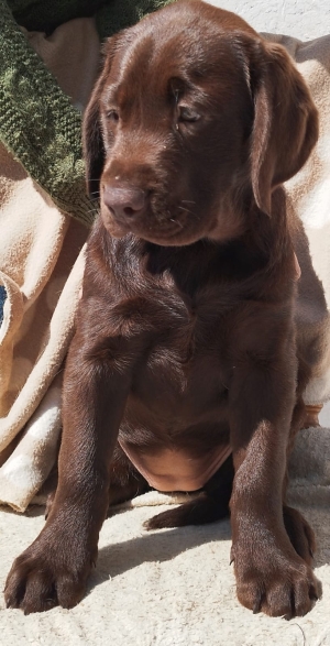 Labrador