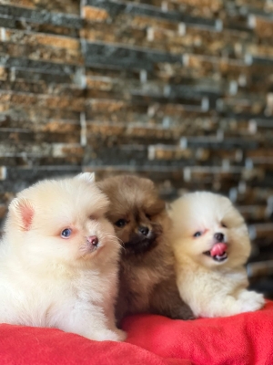 Mâle et femelle spitz pomeranian