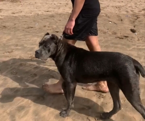 Femelle cane corso race pure 8 mois
