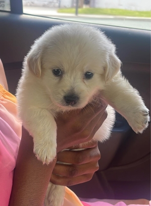 Un chiot bichon maltais à vendre