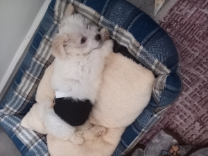 Bichon havanais